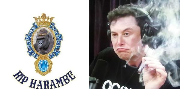 Elon Musk Drops Rap Track "RIP Harambe"